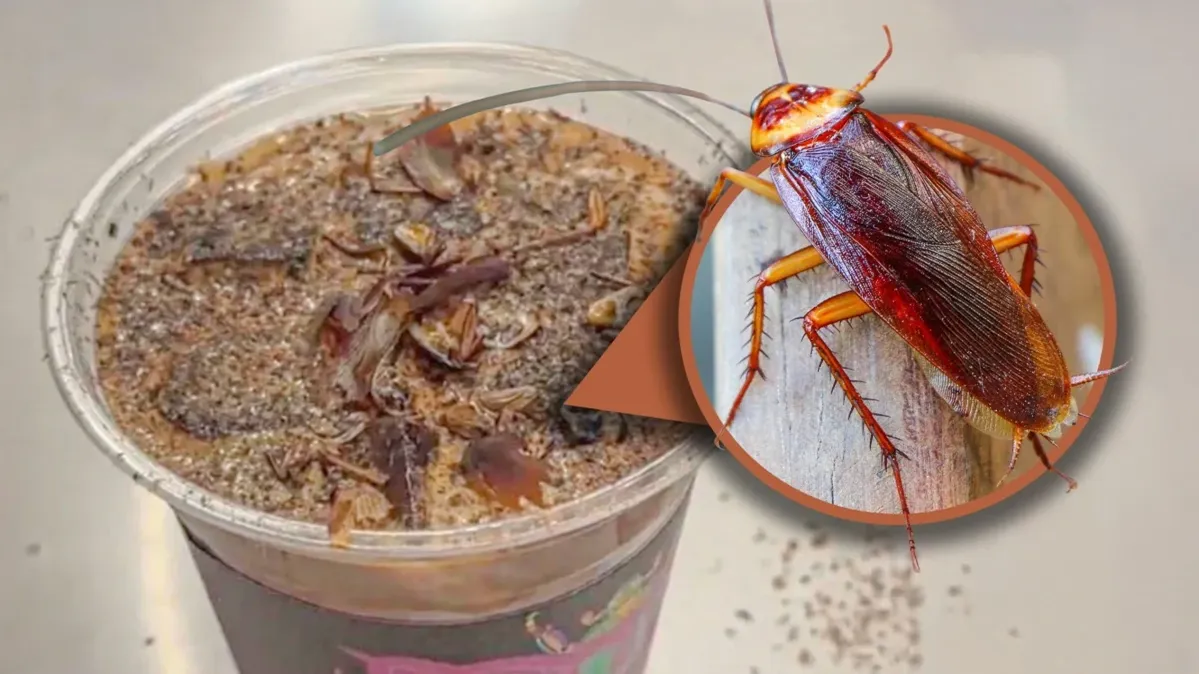 তেলাপোকা কফিতে সয়লাব চীনের অনলাইন