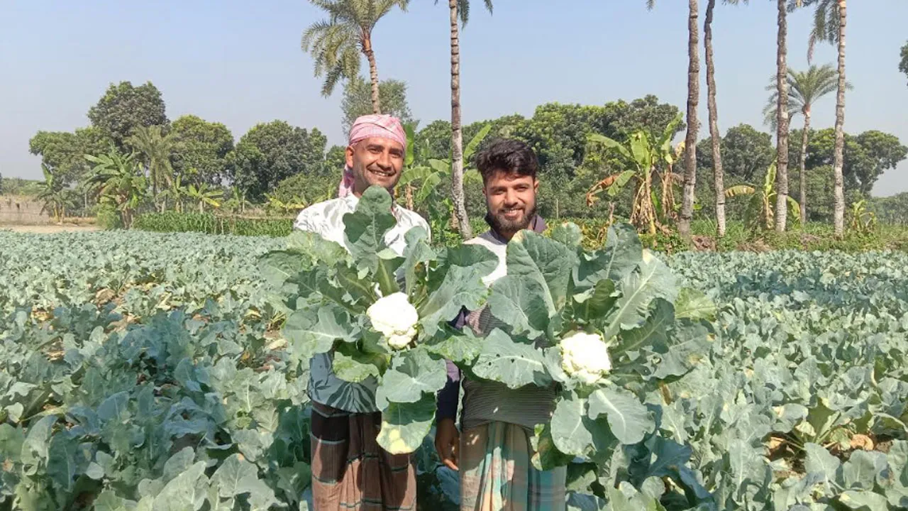 ফুলকপি চাষে চুয়াডাঙ্গার কৃষকের  বাম্পার লাভ