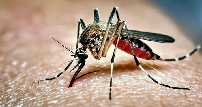 ডেঙ্গুতে একদিনে আরও ৫ জনের মৃত্যু, হাসপাতালে ভর্তি ৪৯০