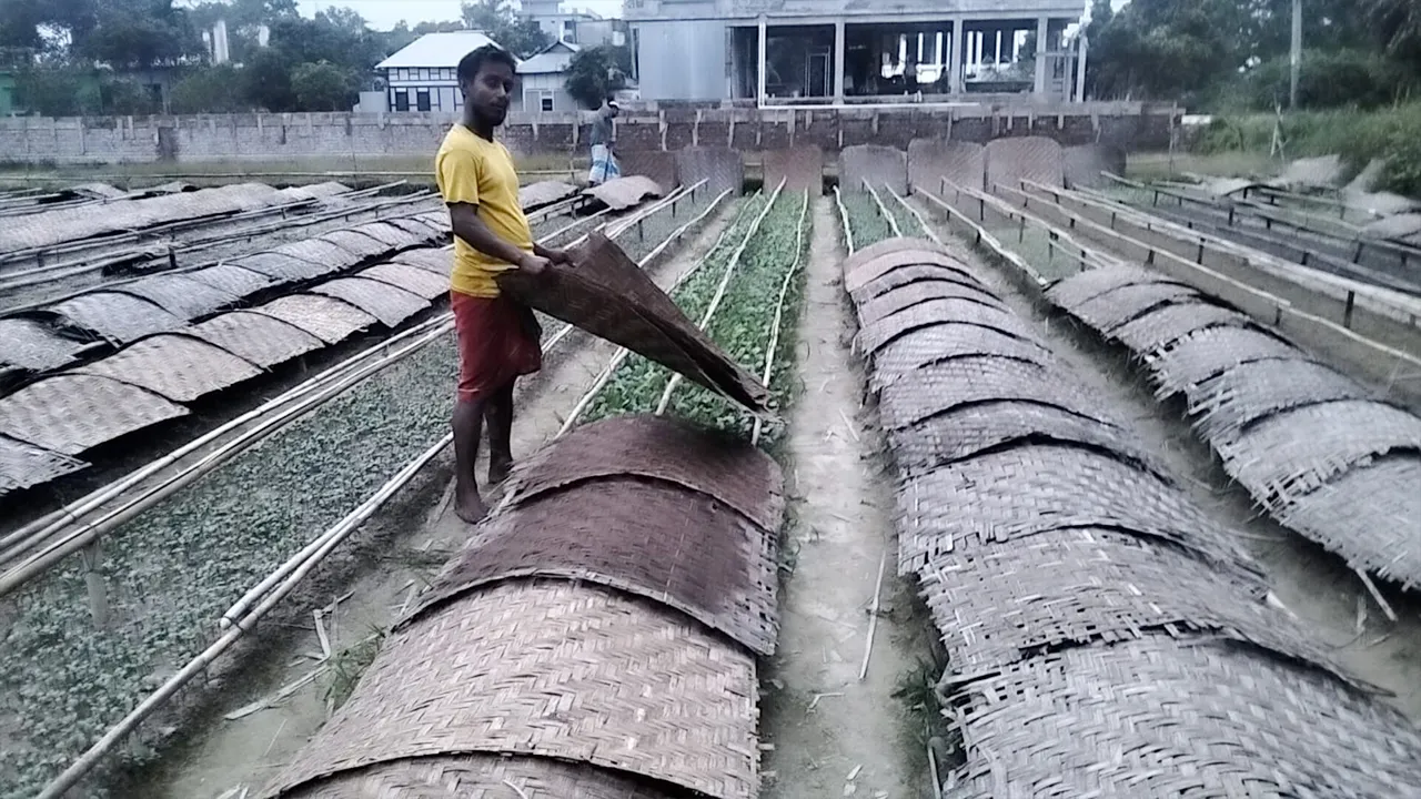 বৃষ্টির আশঙ্কায় সংকটে মুন্সীগঞ্জের চারা ব্যবসা