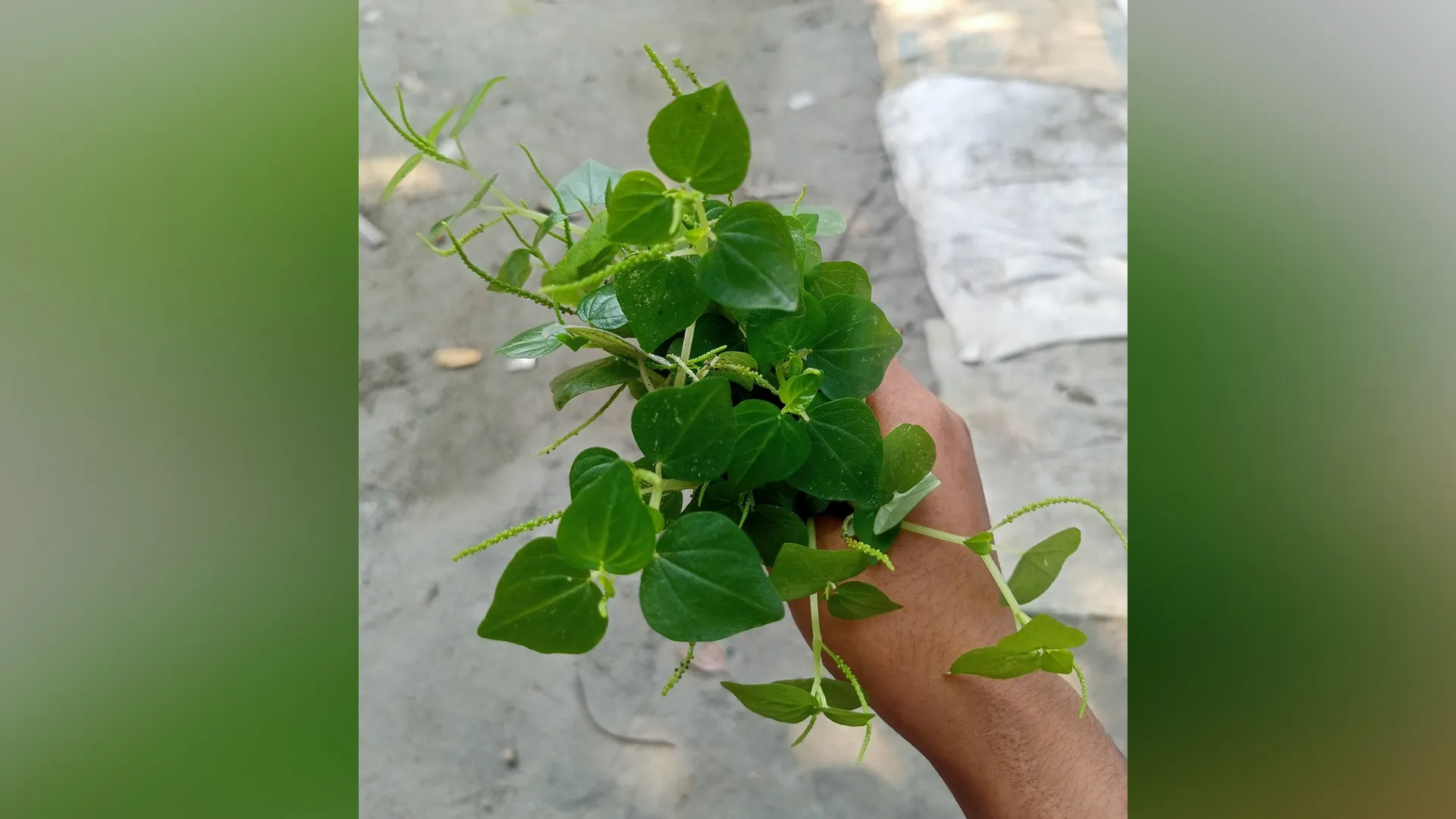 চুল পড়া বন্ধ করবে পেপোরোমিয়া