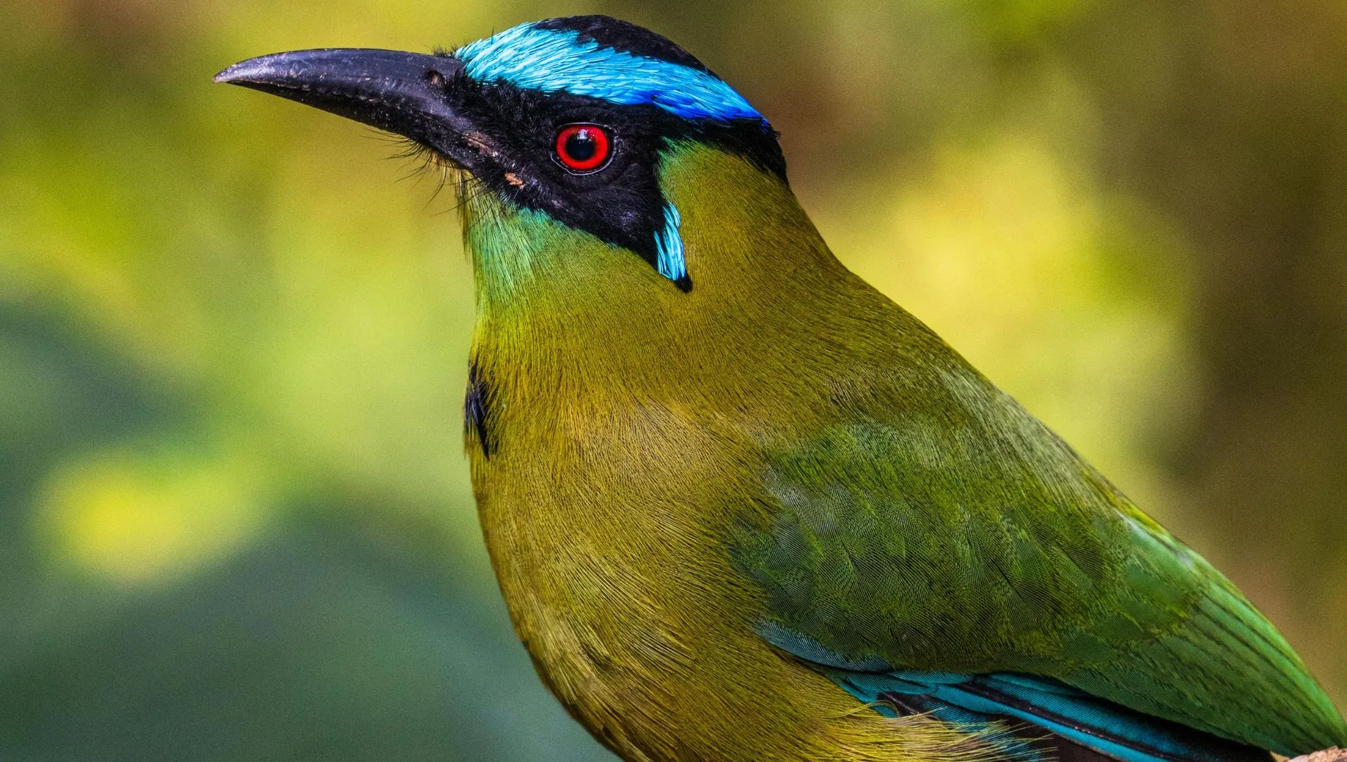 শহীদরা জান্নাতের সবুজ পাখি হয়ে যা করবেন
