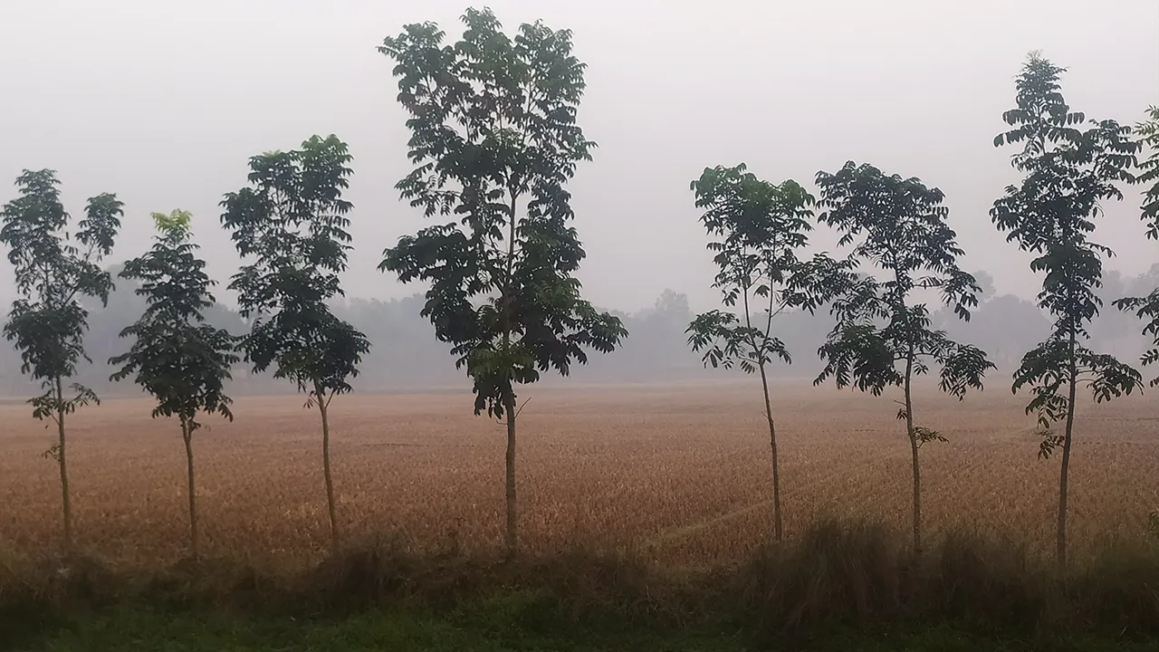 ডিসেম্বরের শুরুতেই তেঁতুলিয়ায় শৈত্যপ্রবাহের আভাস