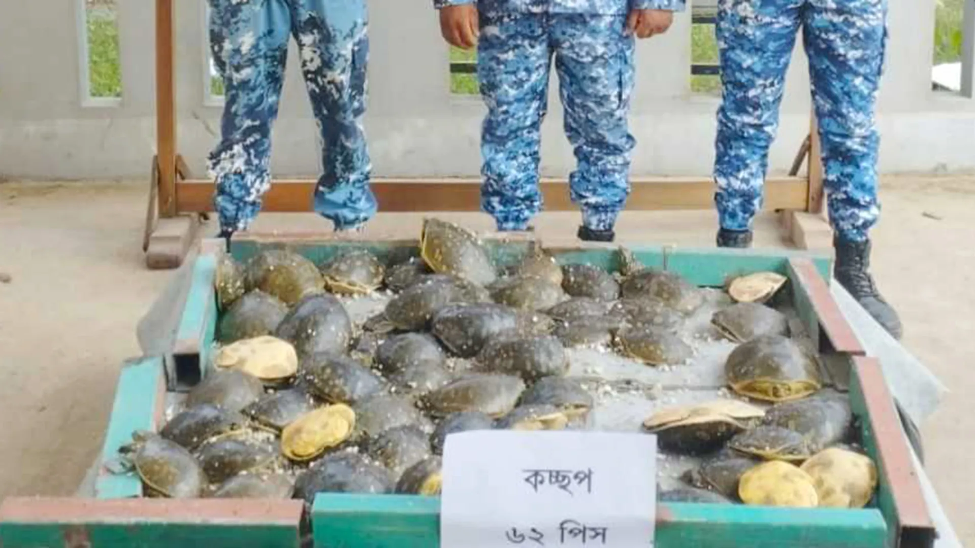 বাসে কোস্টগার্ডের অভিযান, বিরল প্রজাতির ৬২টি কচ্ছপ উদ্ধার