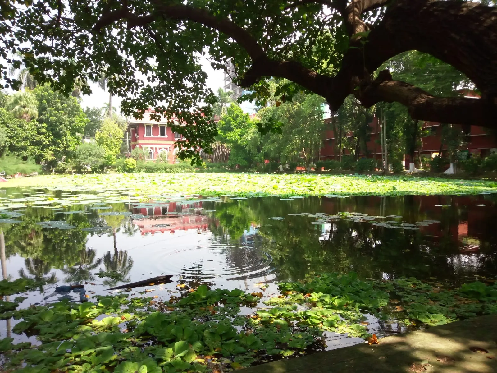 নীরবতায় লুকানো রাজশাহী কলেজের রূপগাথা