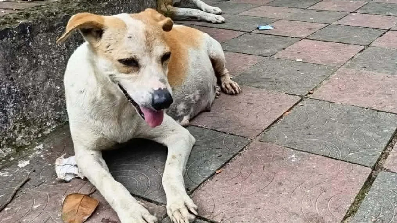 পিকআপচাপায় অন্তঃসত্ত্বা কুকুর নিহত, চালক-প্রহরীর বিরুদ্ধে মামলা