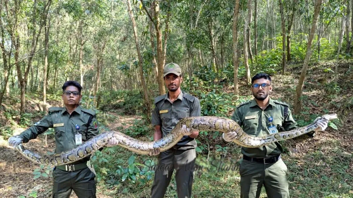 লোকালয়ে ধরা পড়ল বিশাল অজগর