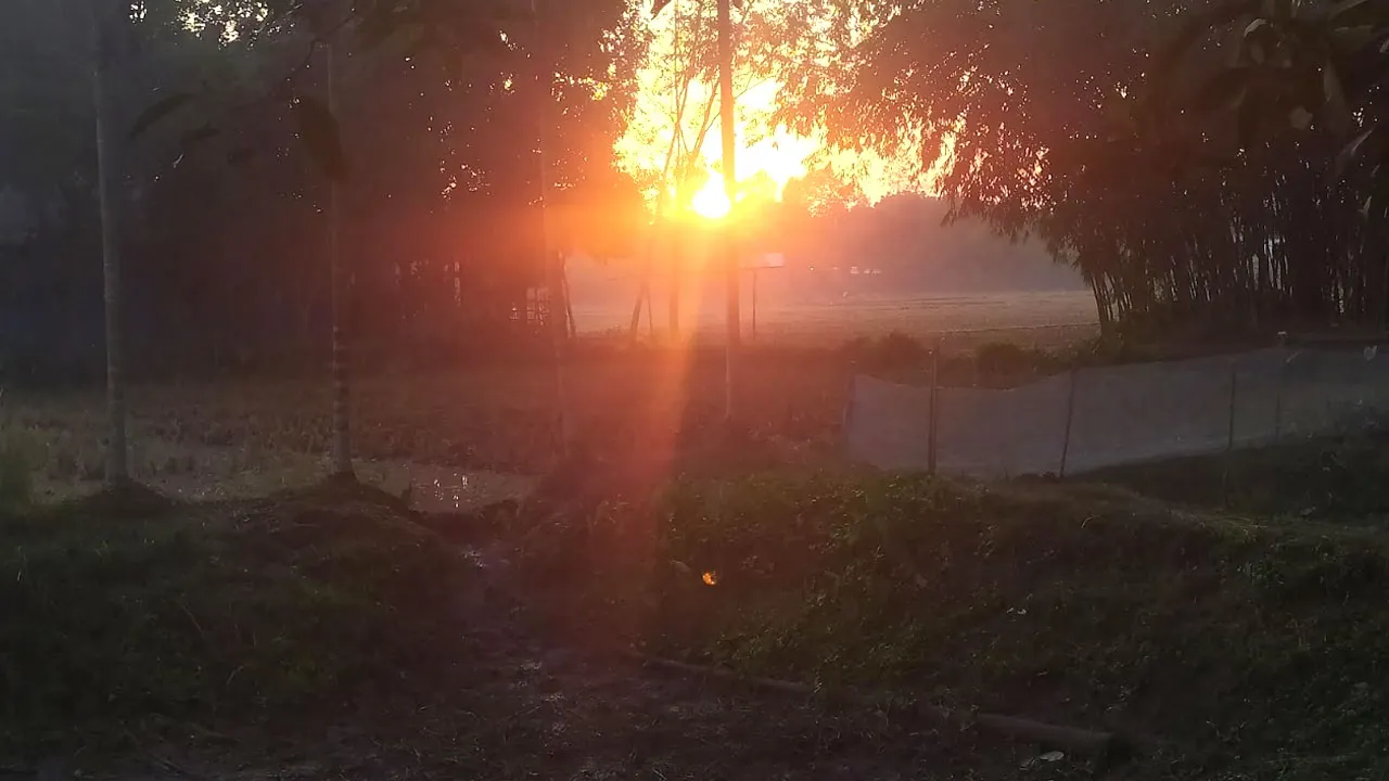 রোদ ঝলমলে, তবু পঞ্চগড়ে কাঁপন ধরানো শীত