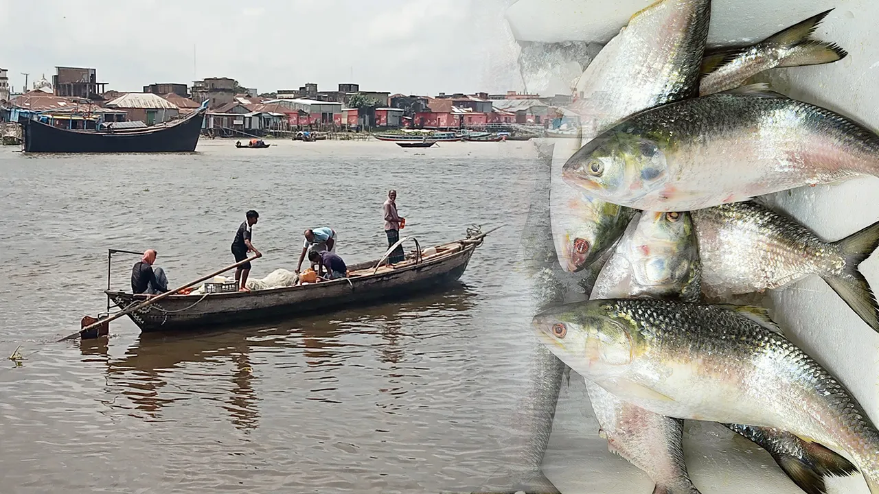 ইলিশে ধস: এক বছরে আহরণ কমেছে ২৩ শতাংশ
