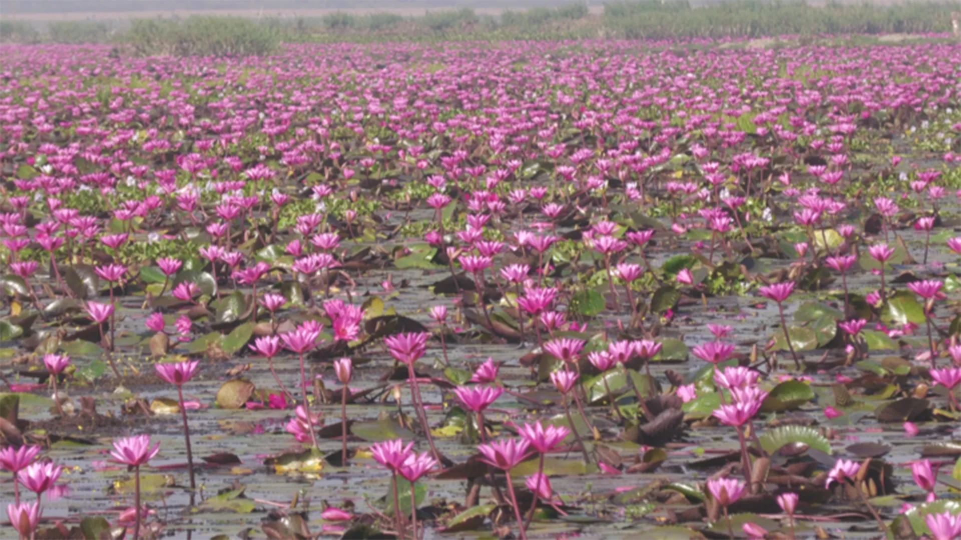 হেমন্তের লালে রাঙা হাইল হাওড়, শাপলার হাসিতে দর্শনার্থীদের উপচে পড়া ভিড়