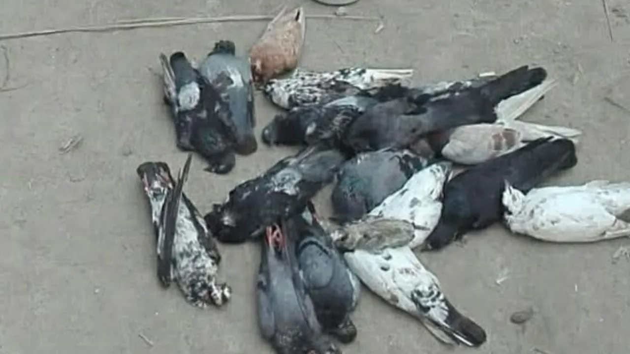 তালায় বিষ প্রয়োগে পাখি হত্যায় বন বিভাগের জিডি