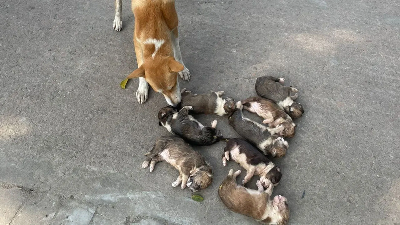 বস্তায় ভরে পুকুরে ছুঁড়ে ৮ কুকুরছানা হত্যা
