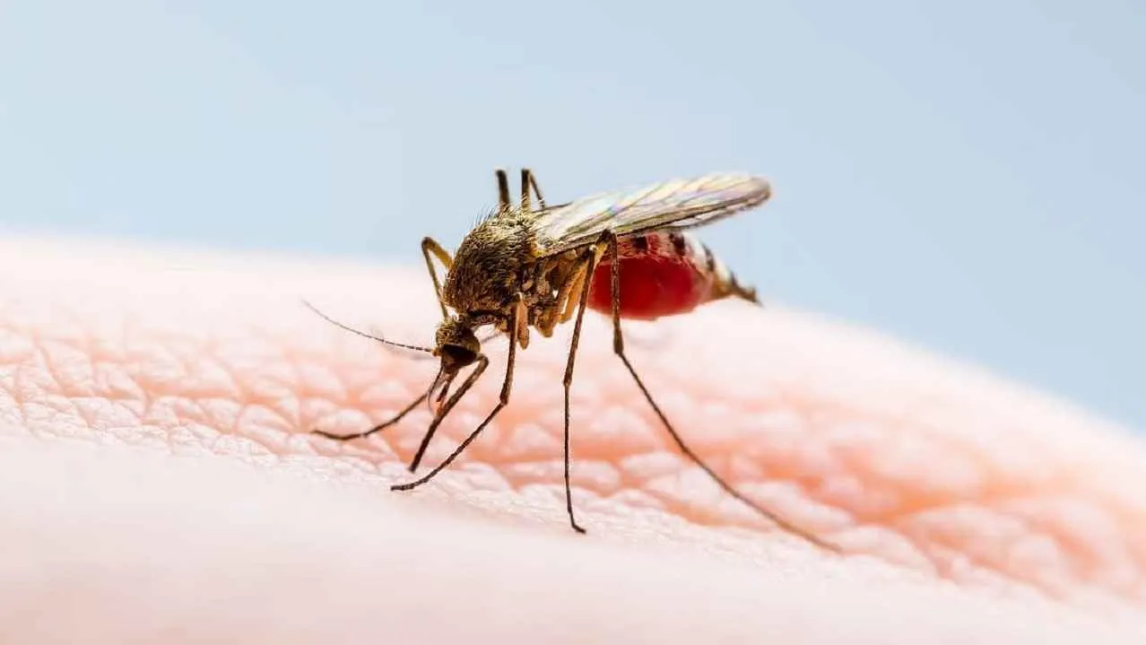 ডেঙ্গু আক্রান্ত বাড়ছে, ২ জন প্রাণ হারালেন