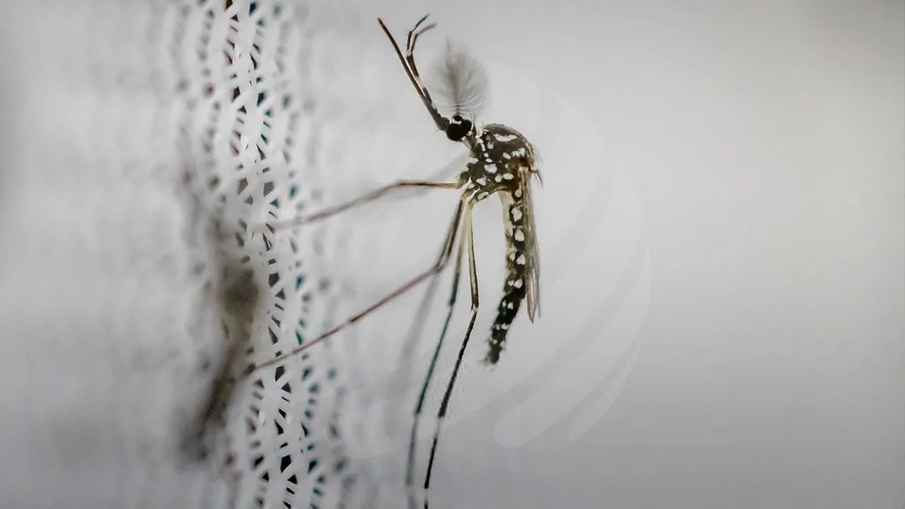 ডেঙ্গু আক্রান্ত হয়ে হাসপাতালে ভর্তি আরো ৫৭২ জন