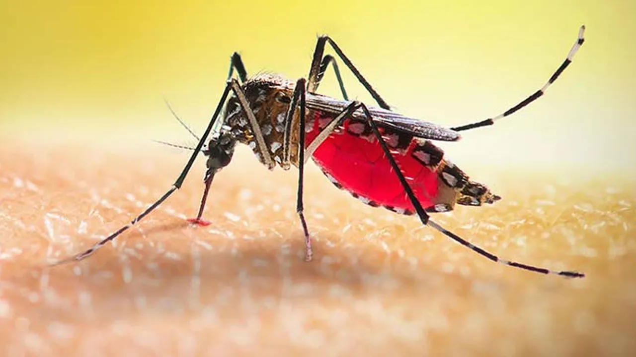 ডেঙ্গু আক্রান্তের রেকর্ড