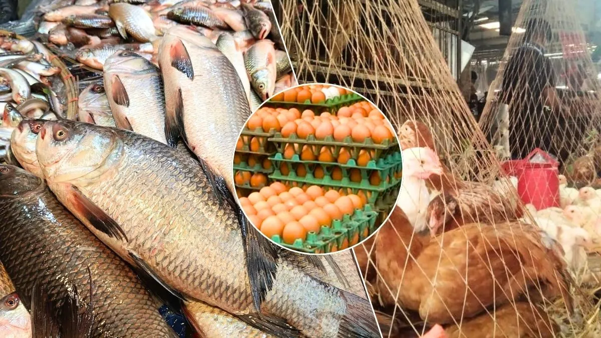 চড়া মাছের দাম, ডিম ও মুরগিতে কিছুটা স্বস্তি