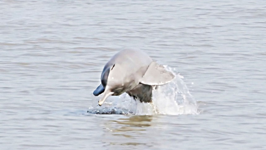 dolphin