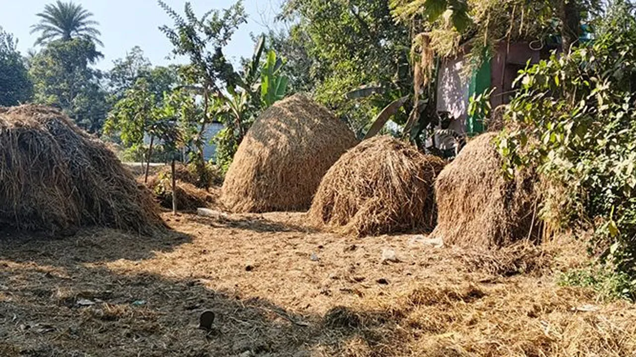 খড়ের গাদায় মিলল শিশুর ব্যাগবন্দি লাশ