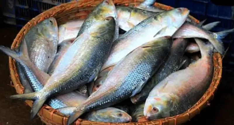 নিষেধাজ্ঞার প্রথম দিন ইলিশের শিকারের অবসান