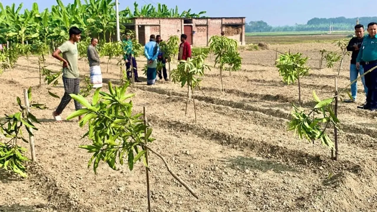 রাতের আঁধারে ১১৭টি আমগাছের চারা কাটল দুর্বৃত্তরা