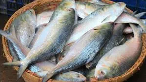 প্রজনন রক্ষার আগে ঘাটে কম সরবরাহ, চড়া দামে ইলিশ