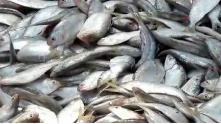 কাঁচপুরে ১০ হাজার কেজি জাটকা জব্দ