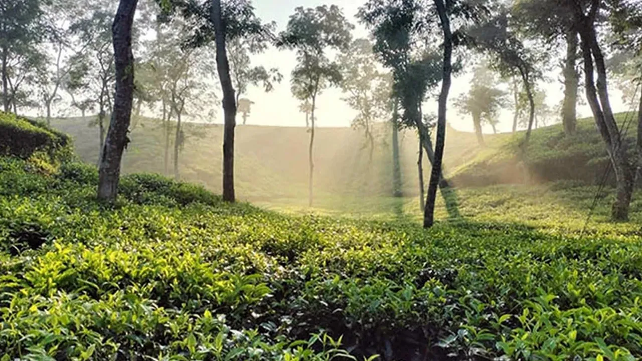 শ্রীমঙ্গলে দেশের সর্বনিম্ন তাপমাত্রা রেকর্ড
