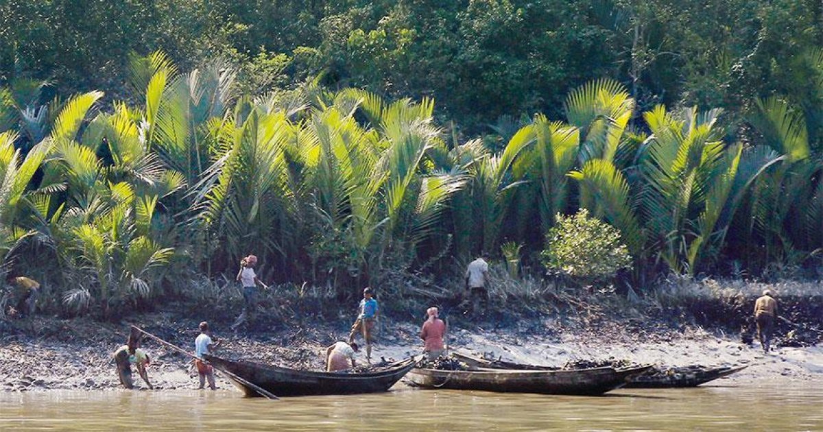 sundarban